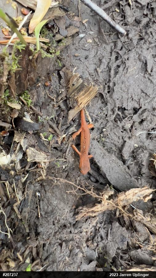 Red-spotted Newt