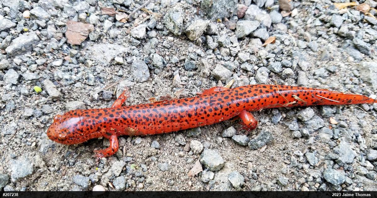 Northern Red Salamander