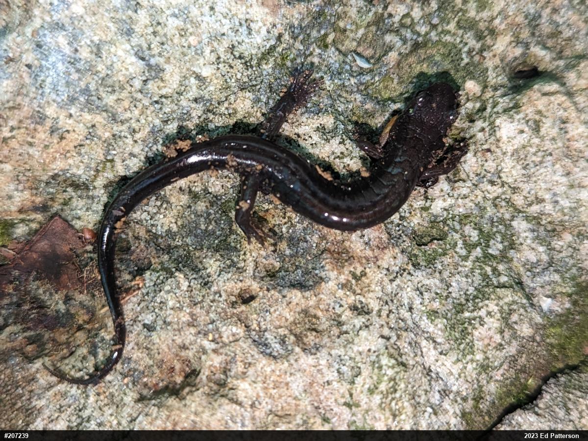 Allegheny Mountain Dusky Salamander