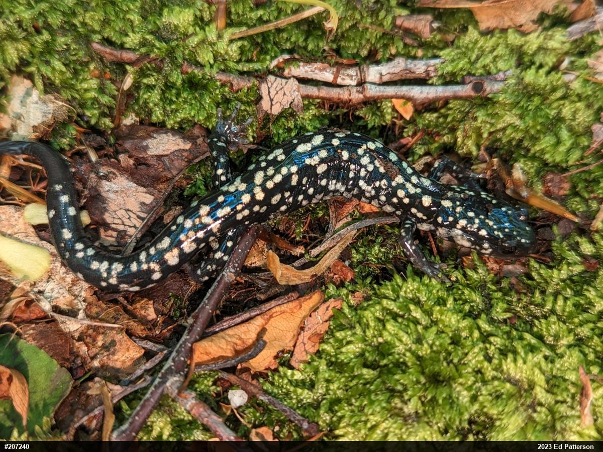 Northern Slimy Salamander