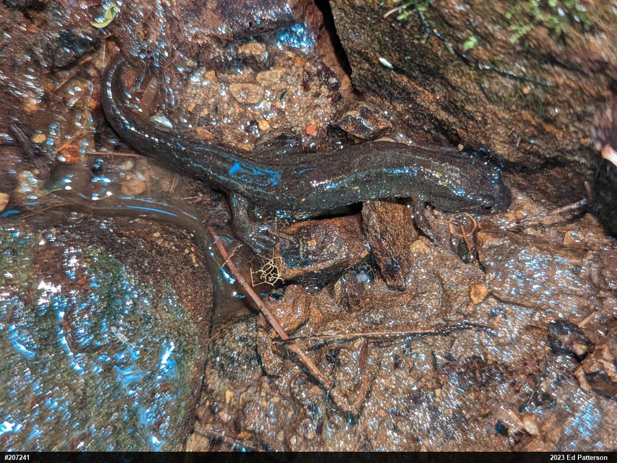 Northern Dusky Salamander