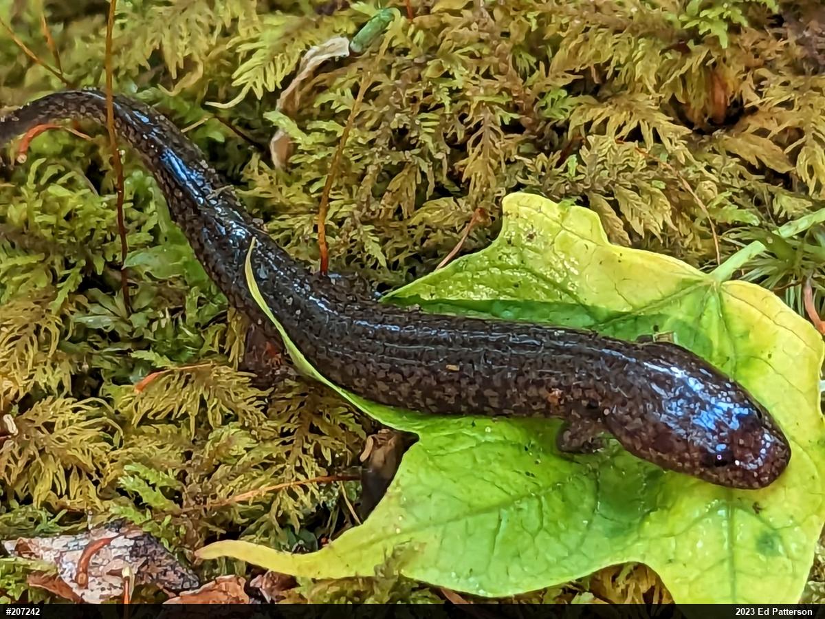 Northern Spring Salamander
