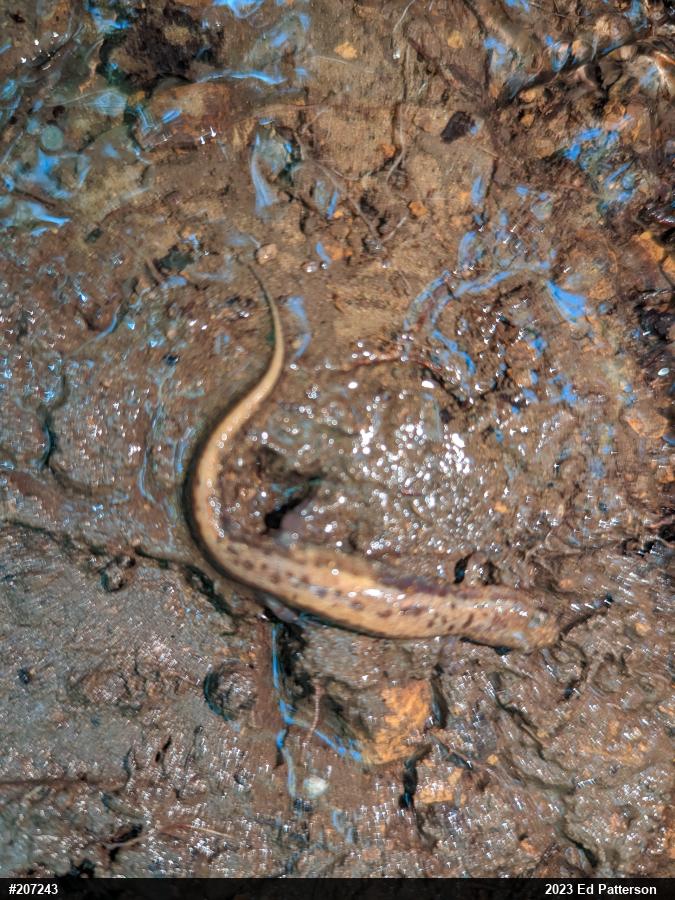 Allegheny Mountain Dusky Salamander