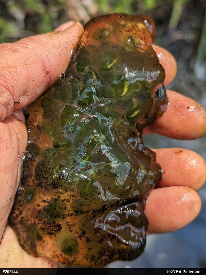 Spotted Salamander
