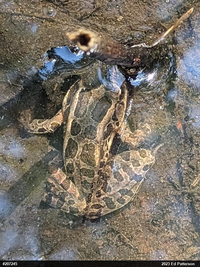Pickerel Frog