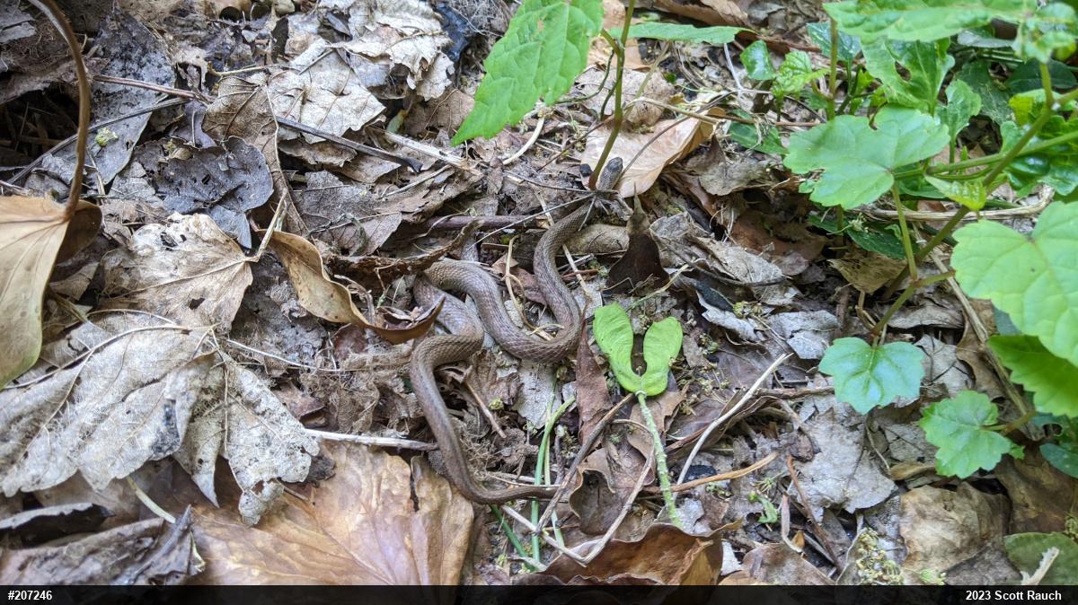 Dekay's Brownsnake