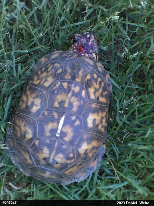 Eastern Box Turtle