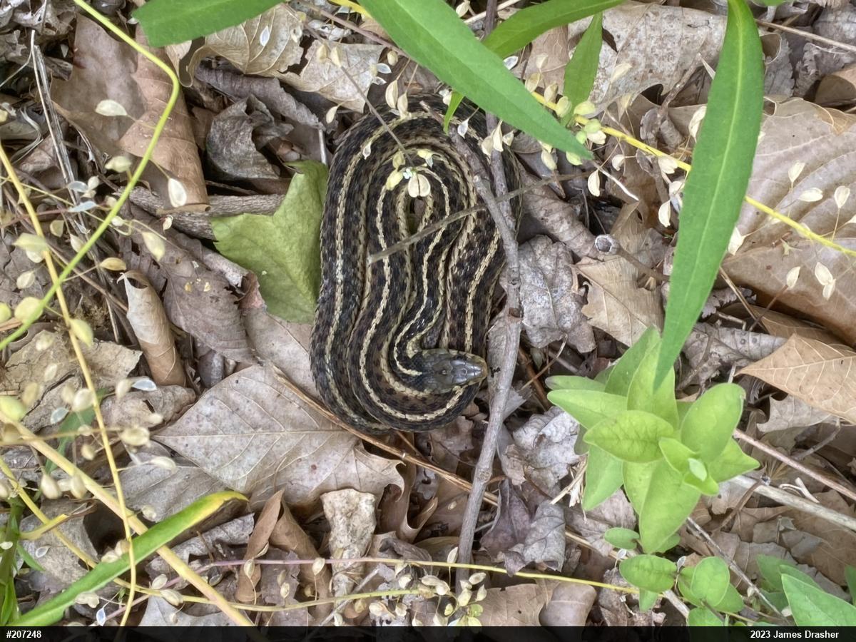 Eastern Gartersnake