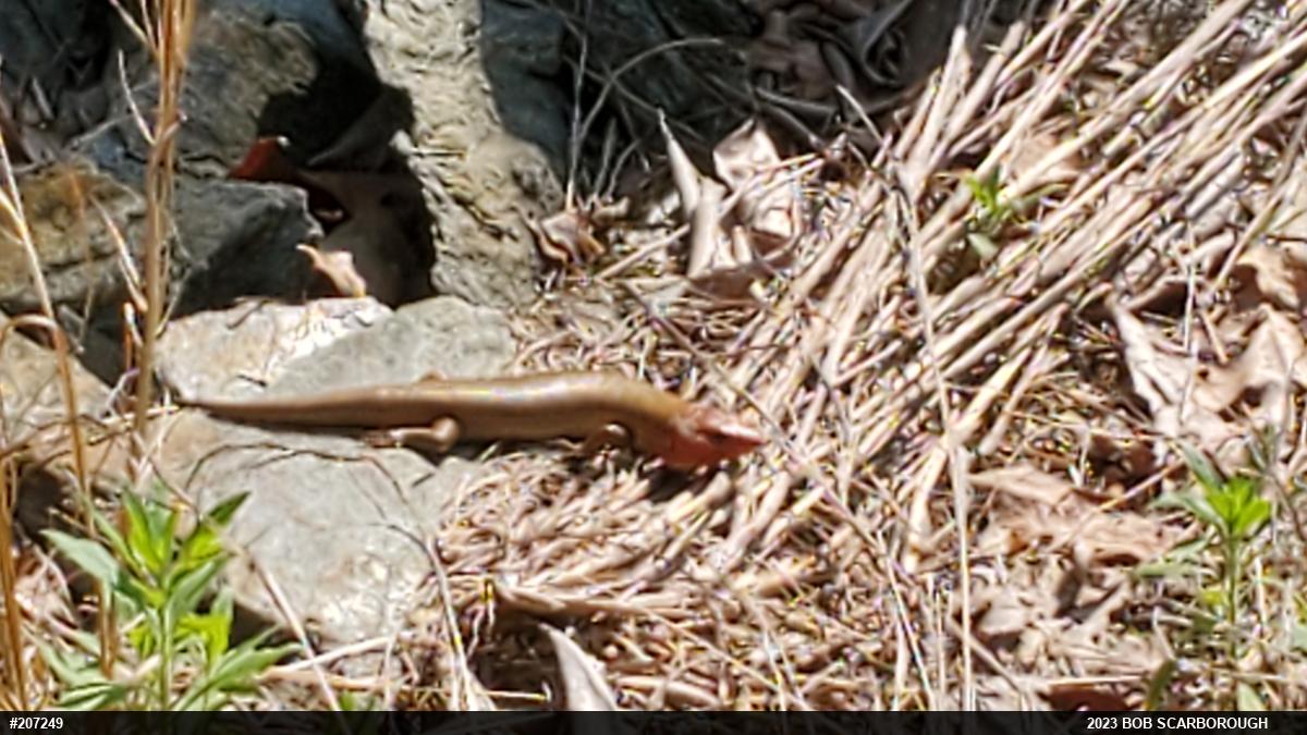Broad-headed Skink