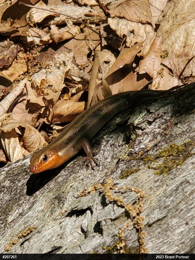 Common Five-lined Skink