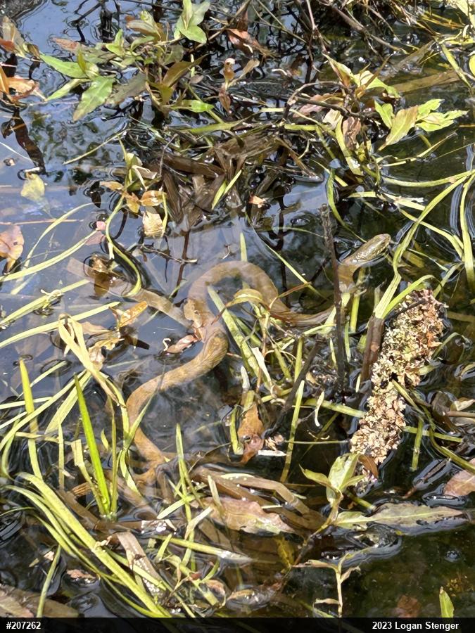 Northern Watersnake