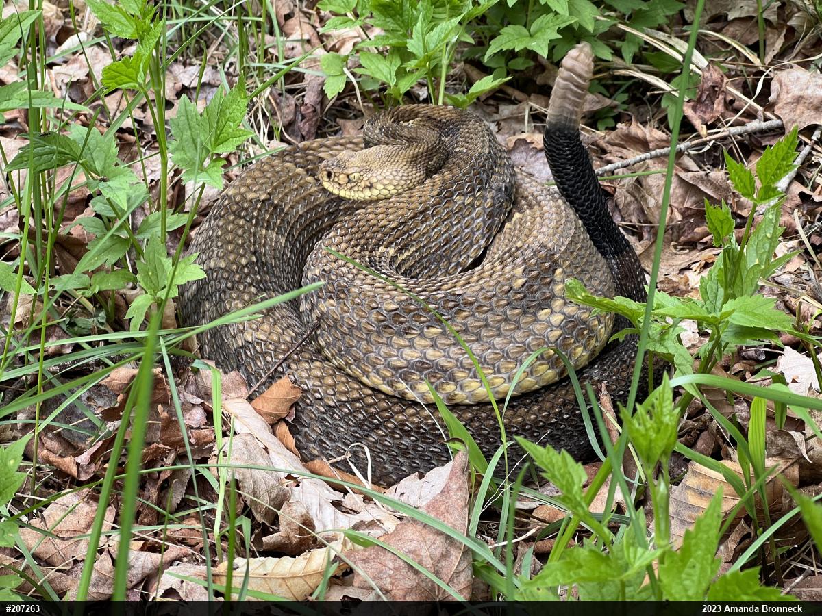 Timber Rattlesnake