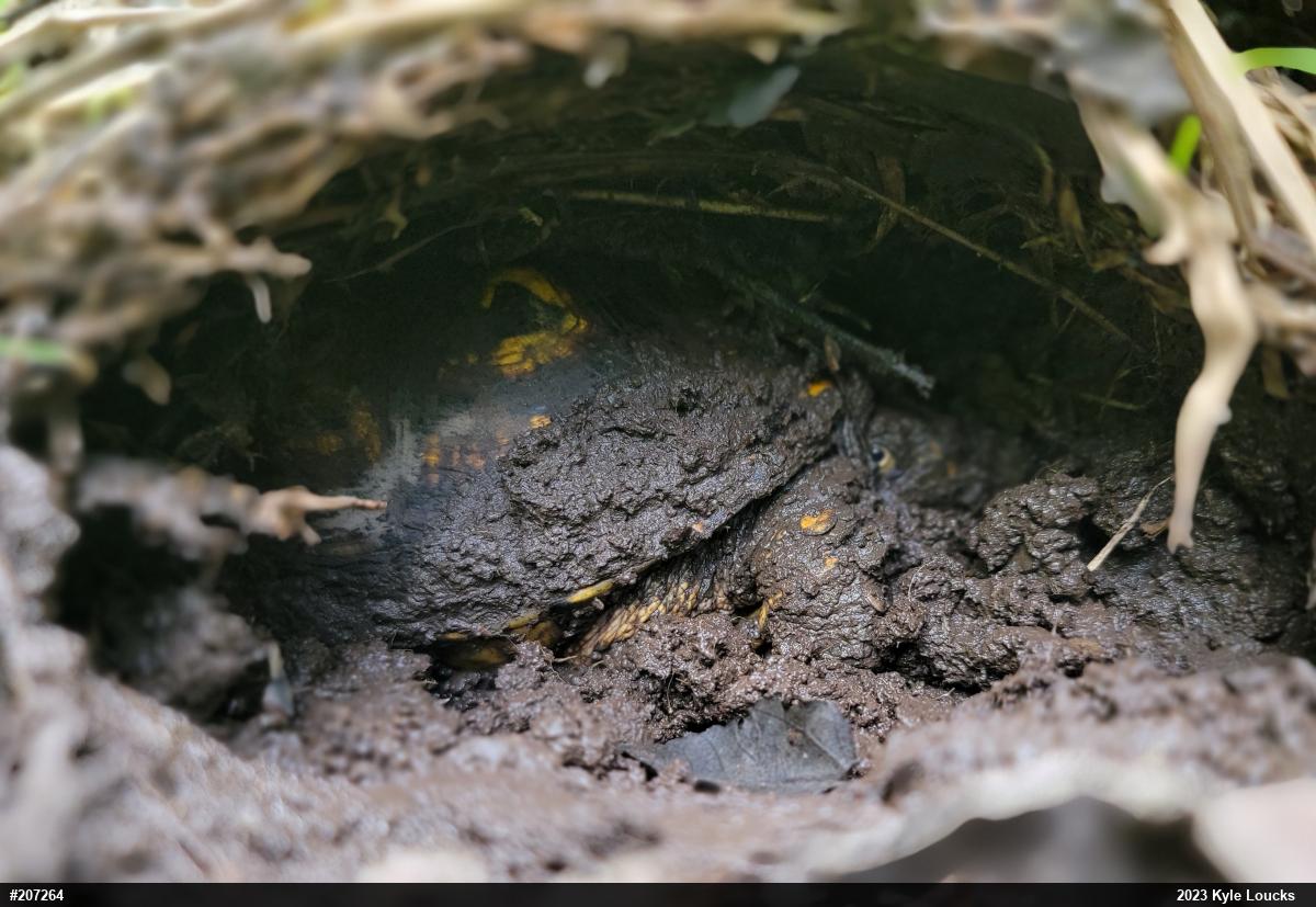 Eastern Box Turtle