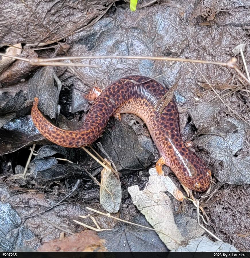 Northern Red Salamander