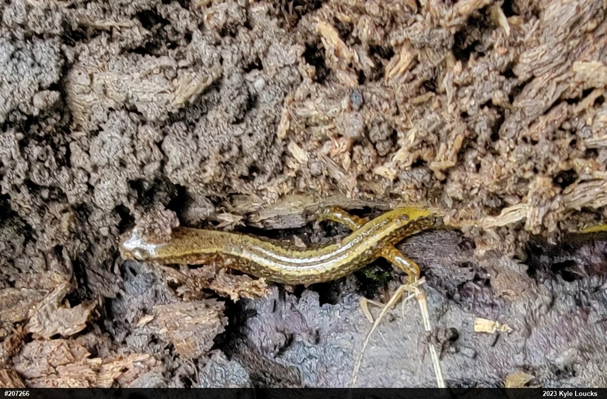 Northern Two-lined Salamander