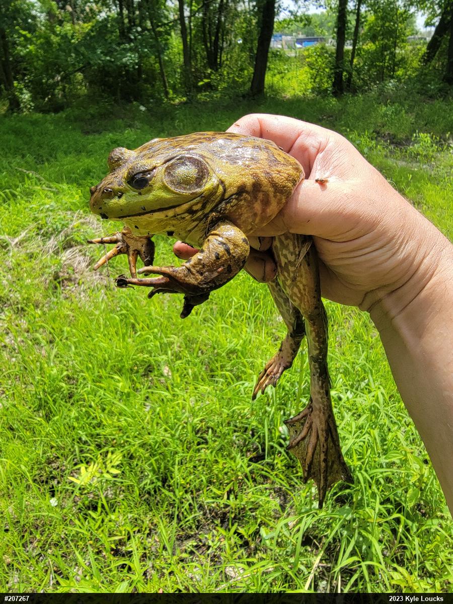 American Bullfrog