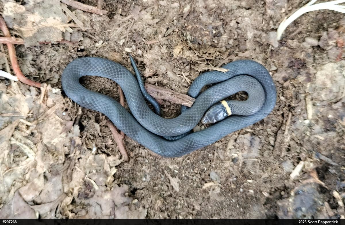 Northern Ring-necked Snake