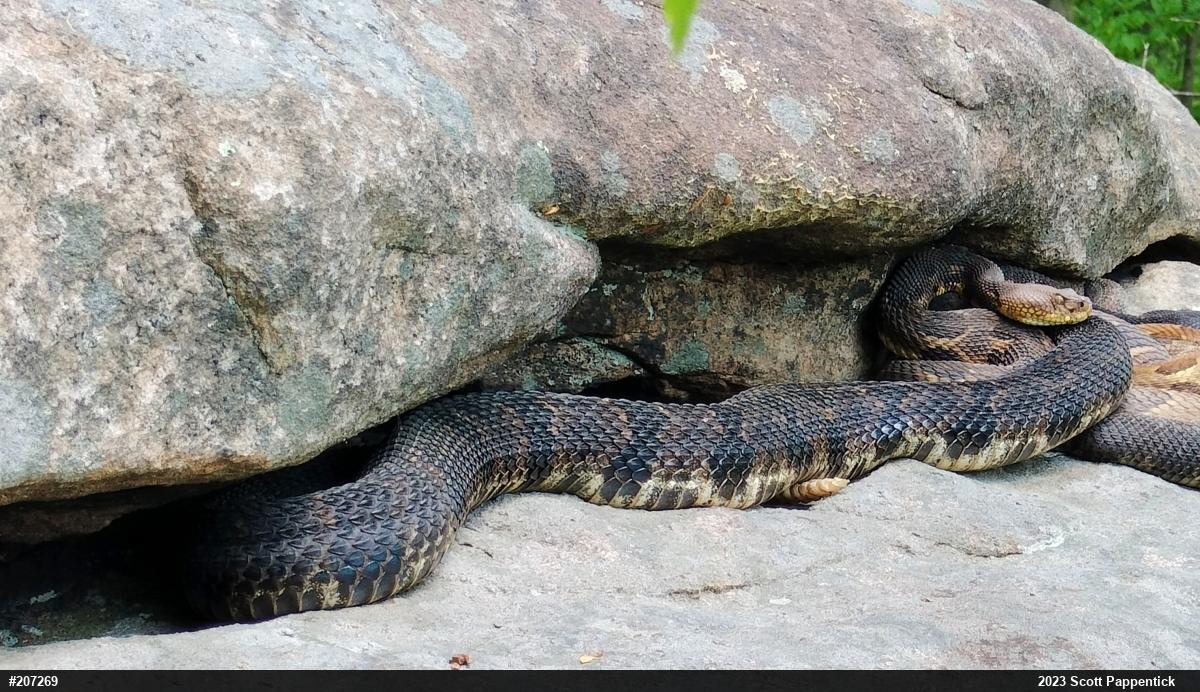 Timber Rattlesnake
