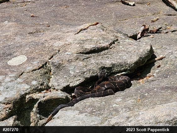 Common Five-lined Skink