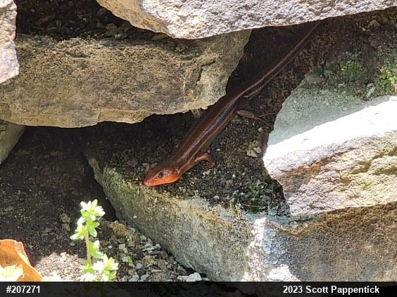 Common Five-lined Skink