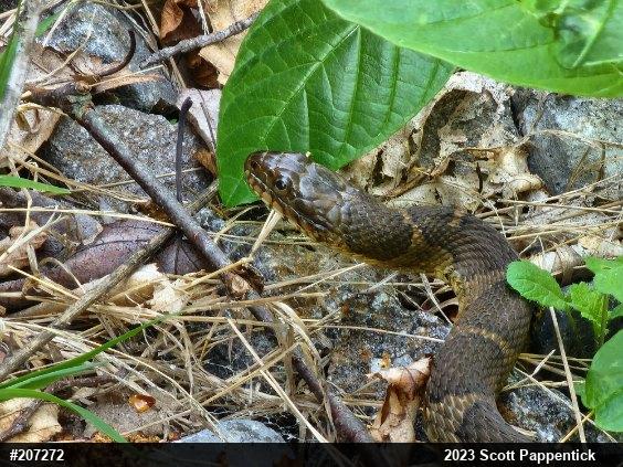 Northern Watersnake