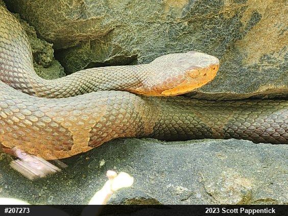 Northern Copperhead