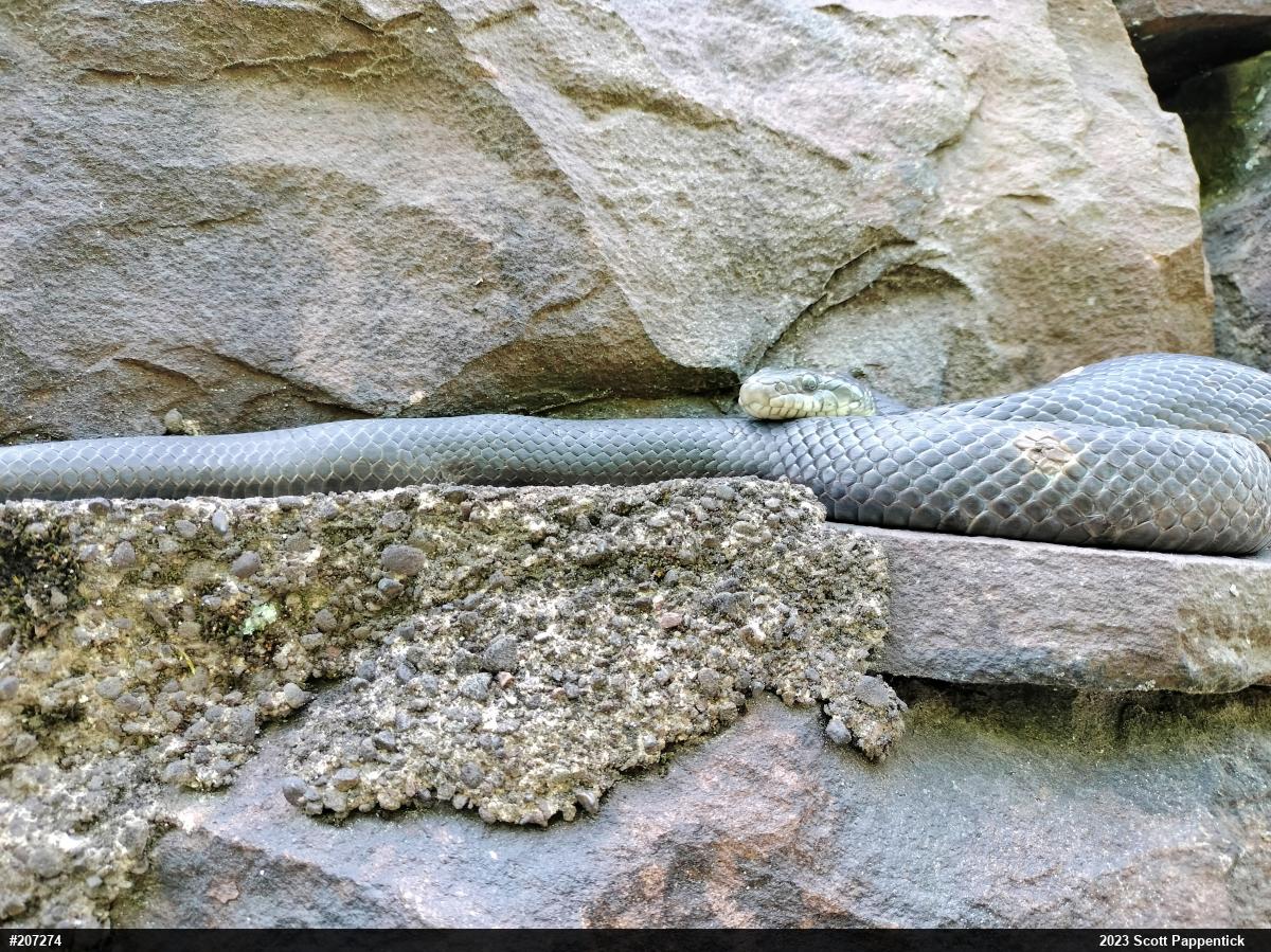 Eastern Ratsnake