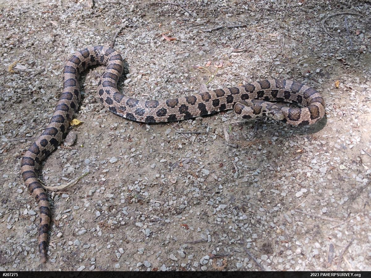 Eastern Milksnake