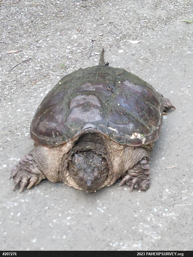 Snapping Turtle