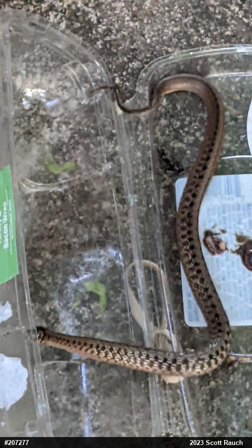 Dekay's Brownsnake