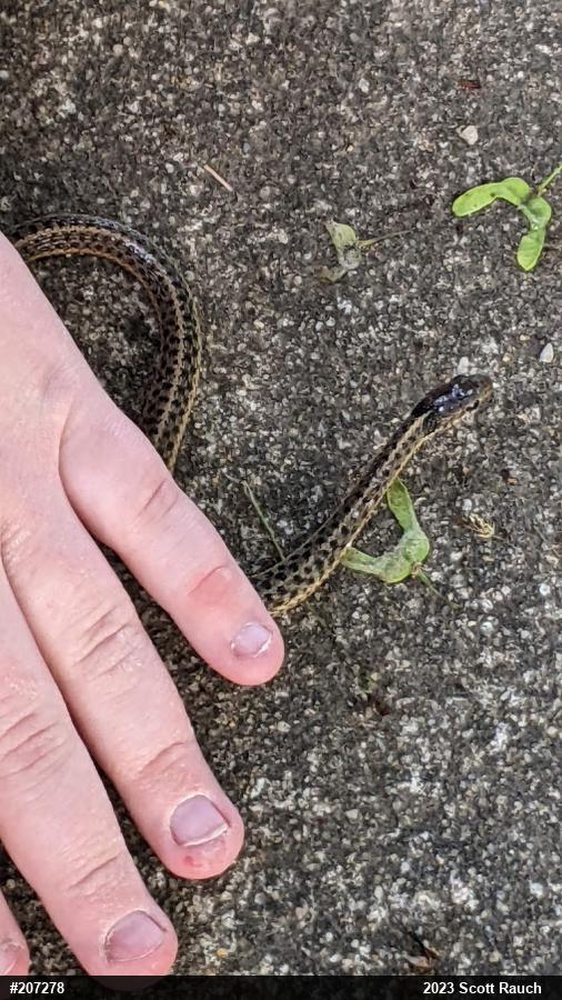 Eastern Gartersnake