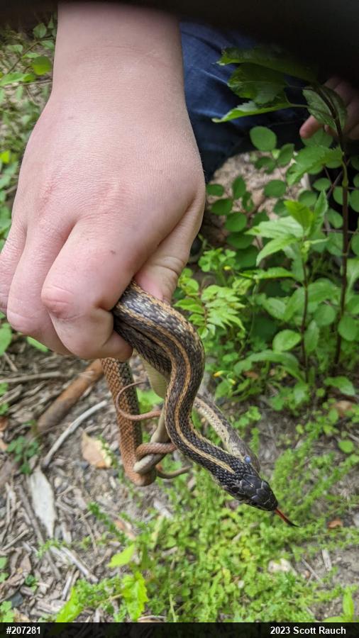 Eastern Gartersnake