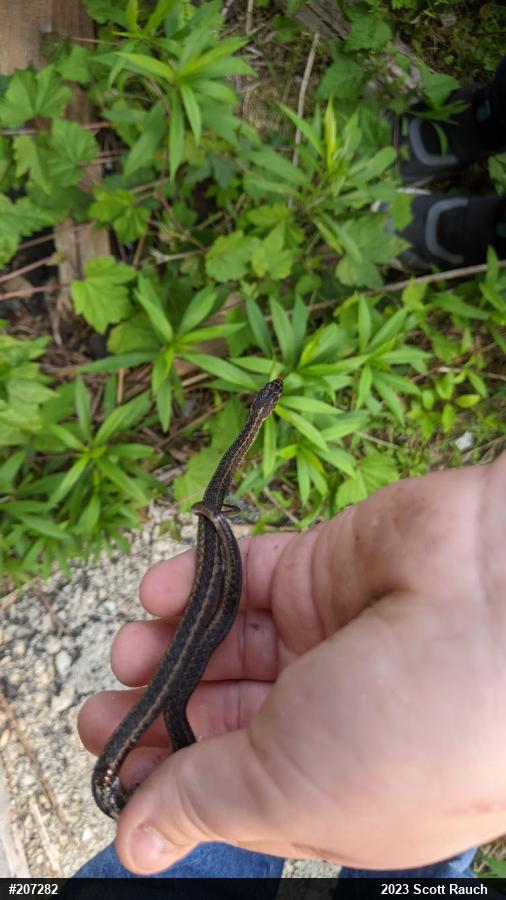 Eastern Gartersnake