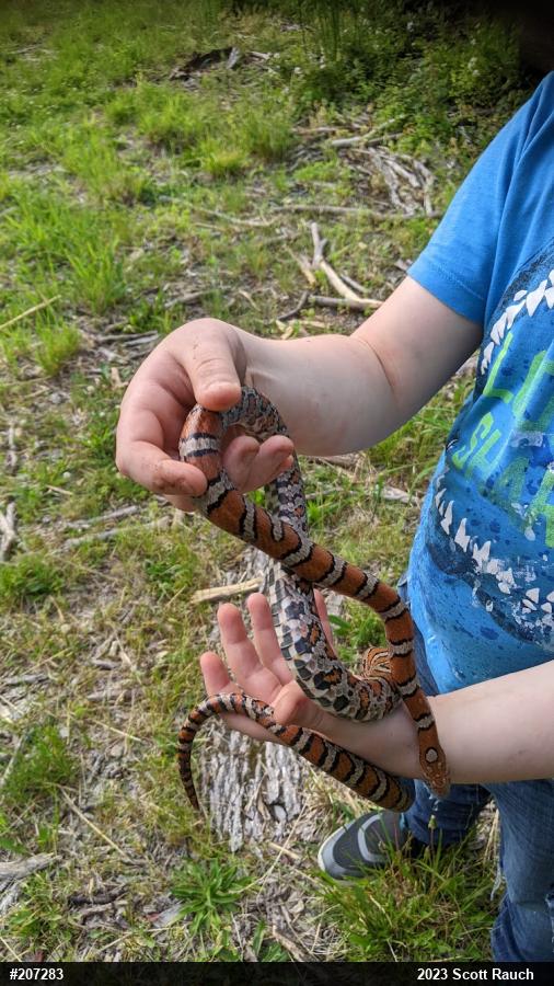Eastern Milksnake