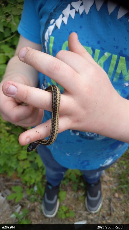 Eastern Gartersnake