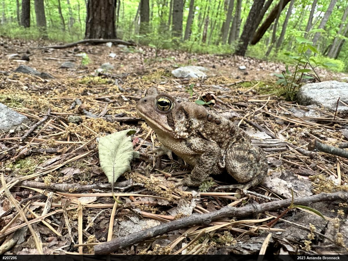 Eastern American Toad