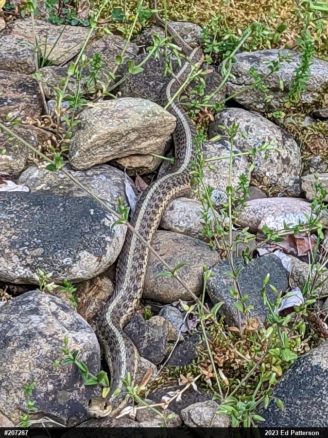 Eastern Gartersnake