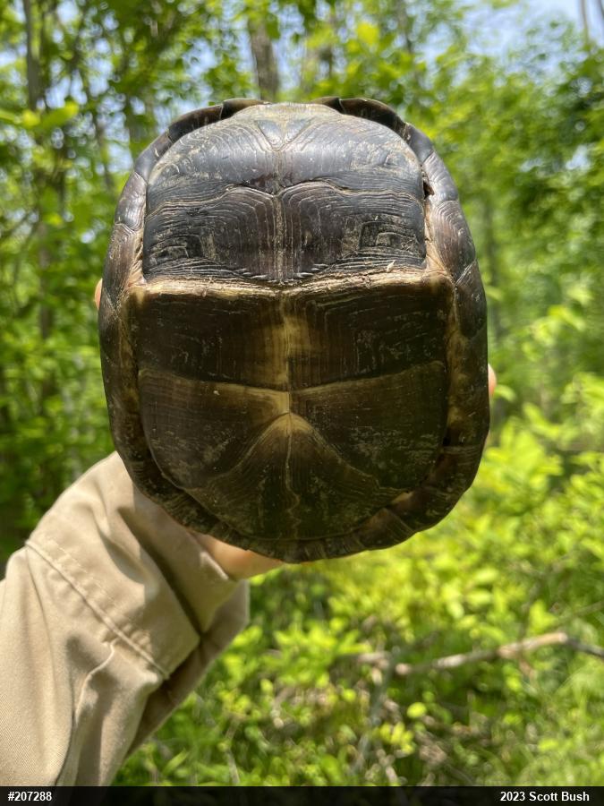 Eastern Box Turtle