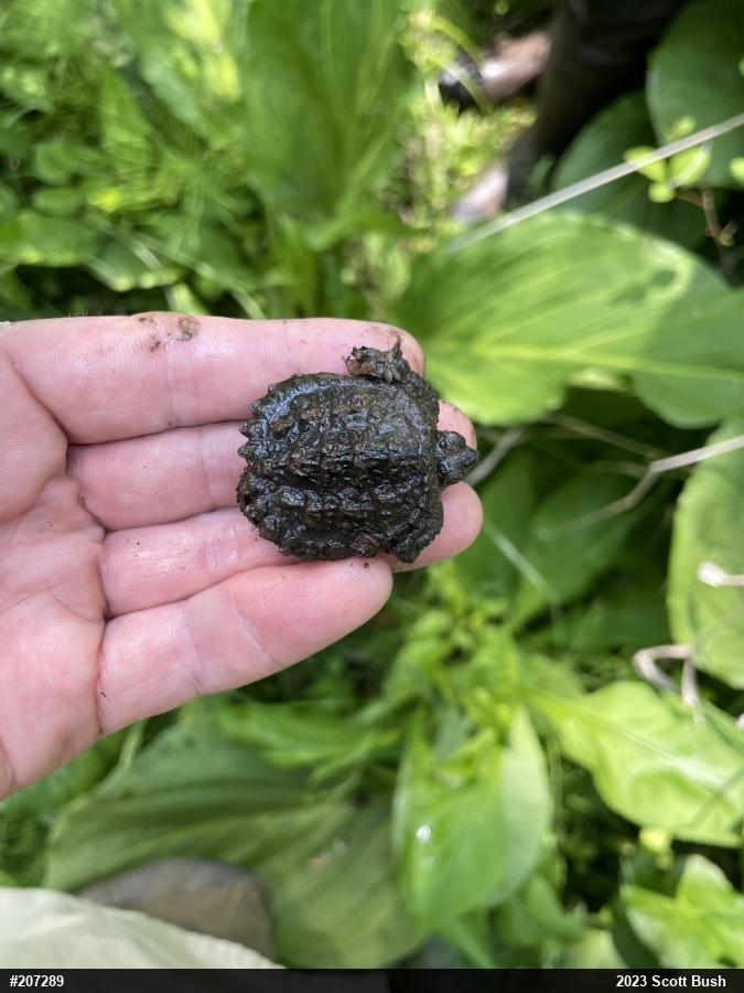 Snapping Turtle