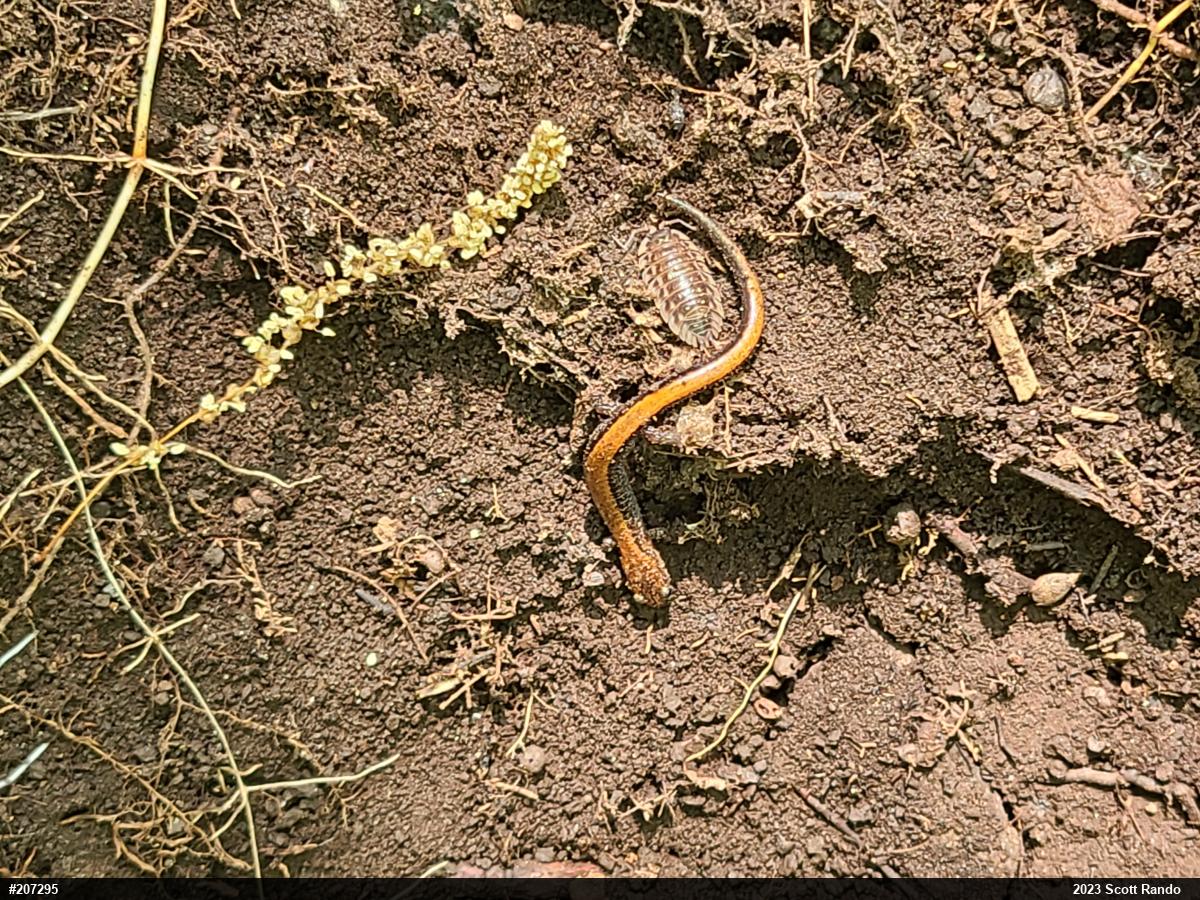 Eastern Red-backed  Salamander