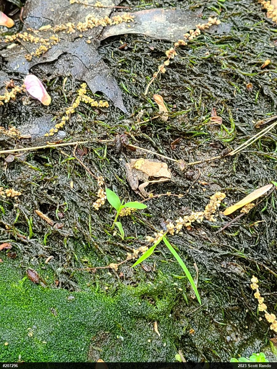 Wood Frog