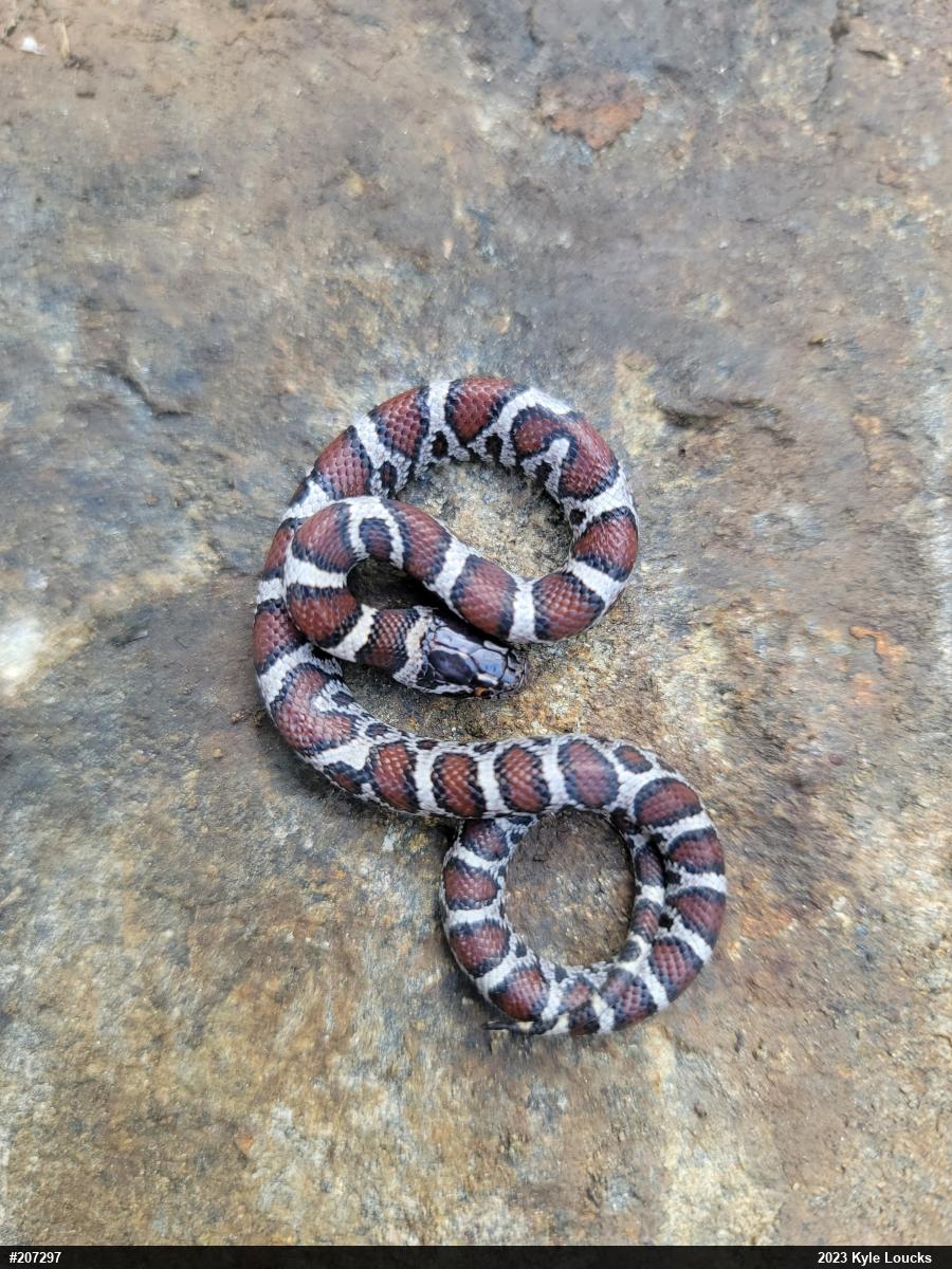 Eastern Milksnake