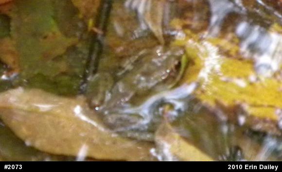 Green Frog