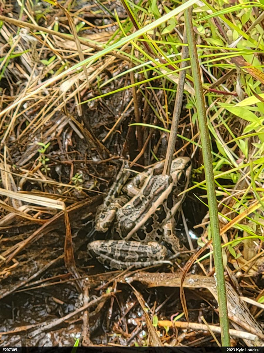 Pickerel Frog