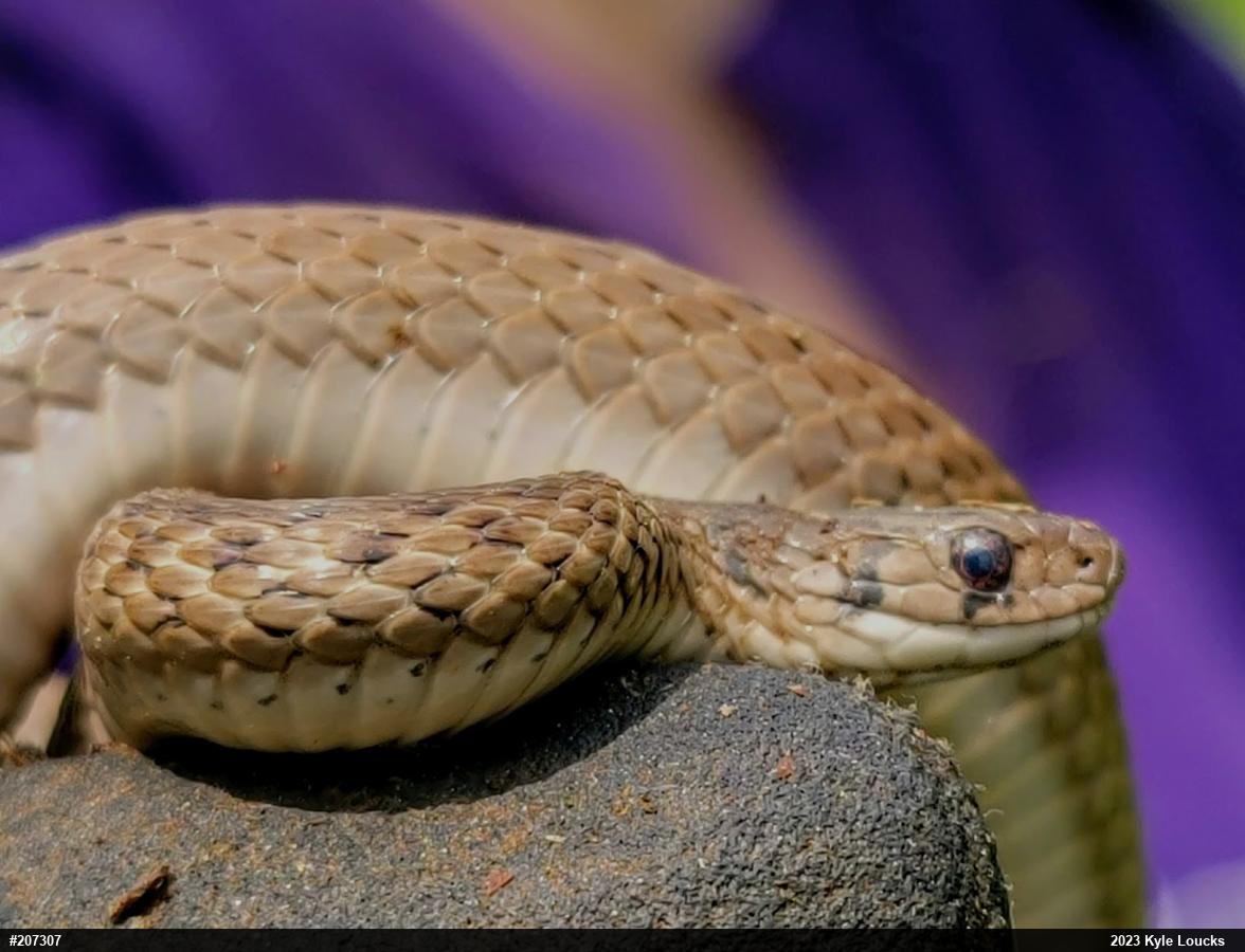 Dekay's Brownsnake