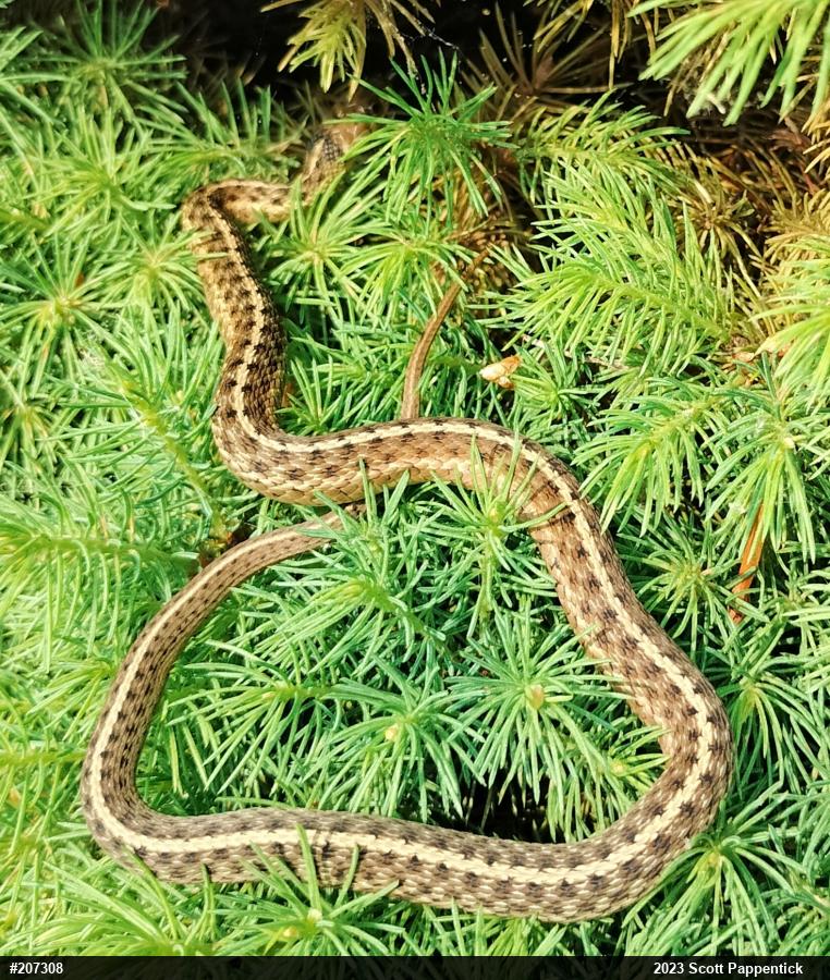 Eastern Gartersnake