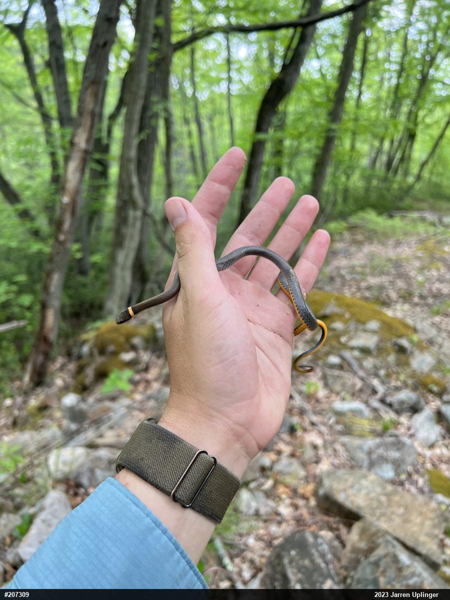 Northern Ring-necked Snake