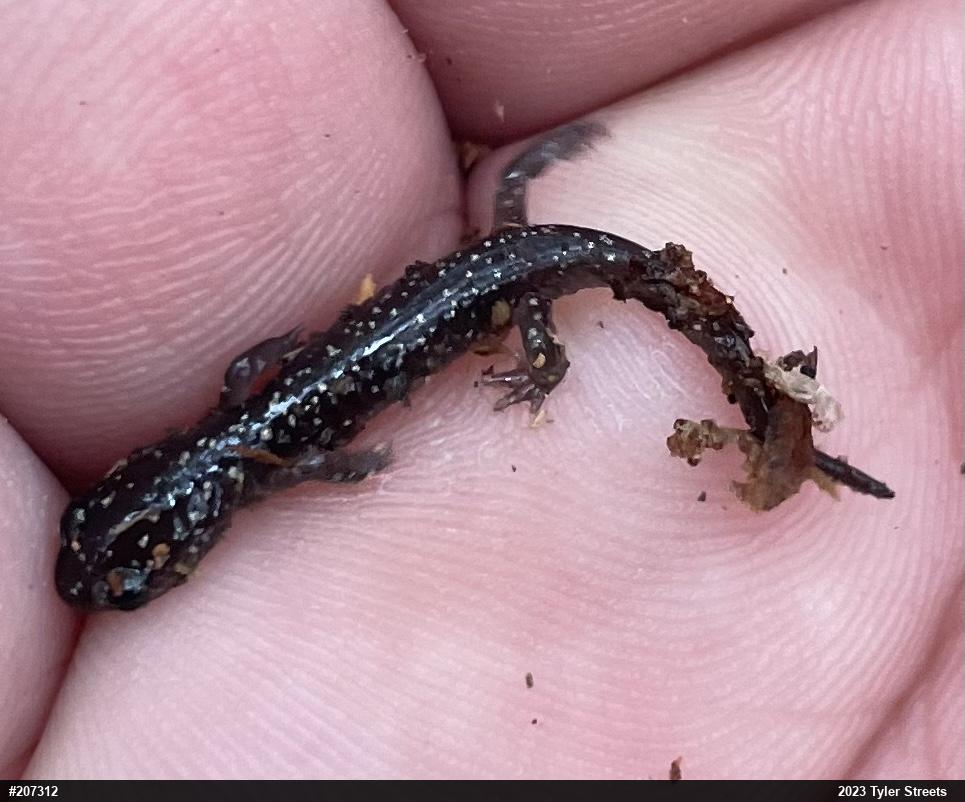 Northern Slimy Salamander