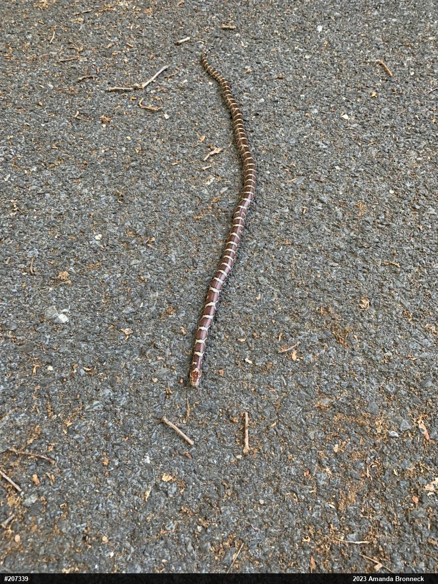 Eastern Milksnake