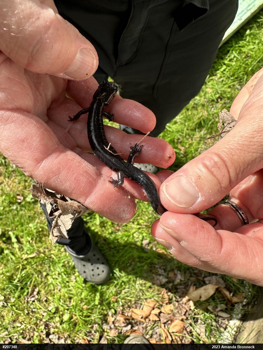 Wehrle's Salamander